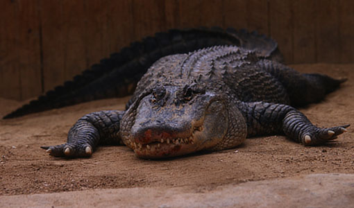 Ballarat wild life park tour