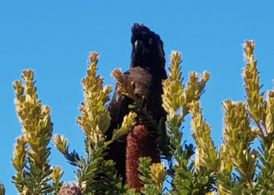 Black cockatoo