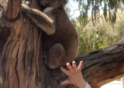 Koala in tree at Kenett River