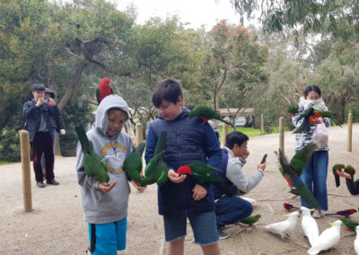 Parrots at Kennett river