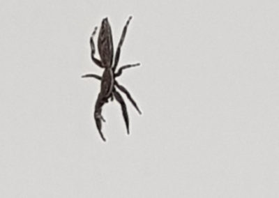 Spider in Australia