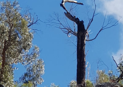 Tree at the Grampians with Around And About