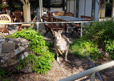 Kangaroo at Hanging rock