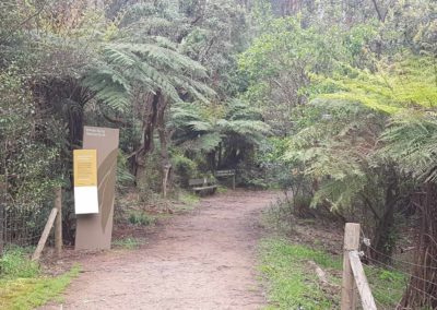 Walk through forest Dandenong Range