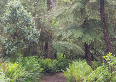 Forrest Dandenong Ranges