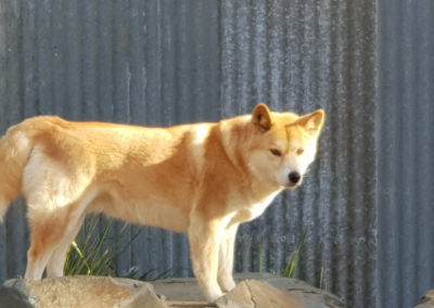 Dingo