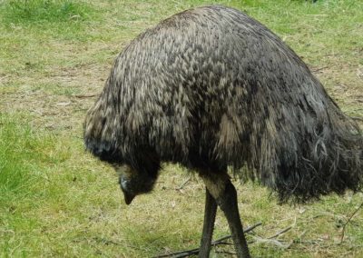 Emu