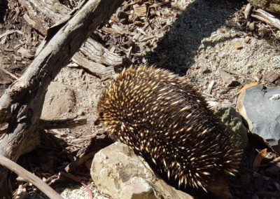 Echidna at wildlife park
