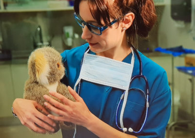 Lesson for children at animal hospital