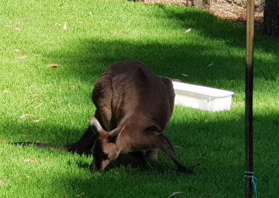 Kangaroo eating grass