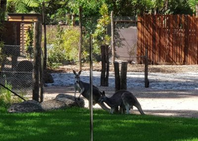Kangaroo at Healesville Sanctuary