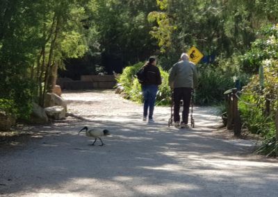 The walk at Healesville sanctuary