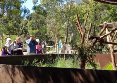 Koala sleeping for photo