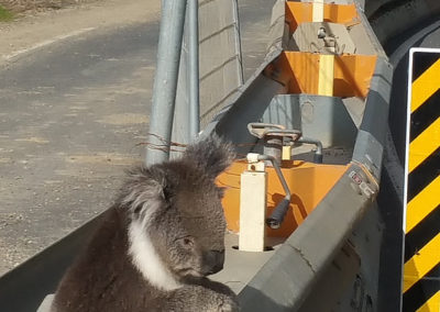 Koala on the road Great Ocean road