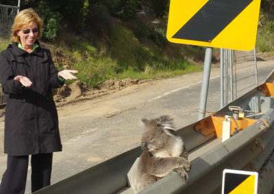 Customer admiring Koala on the Great Ocean Road