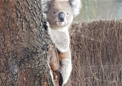 Koala at entrance to YHA Apollo Bay