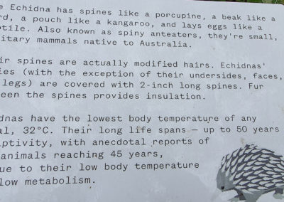 The Echidna Livewire