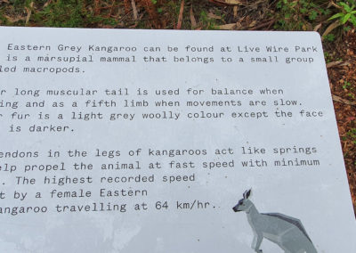 Eastern Grey Kangaroo