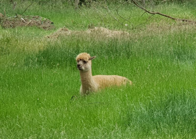 Aplaca in the grass at Lavandula Farm