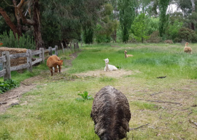 Emu at Lavandula Farm