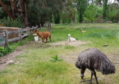 Animals at Lavandula Farm