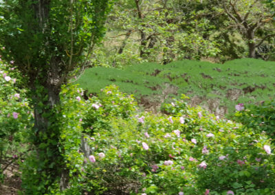 Lavandula Farm Daylesford
