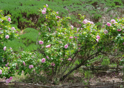 Roses at Lavandula Farm