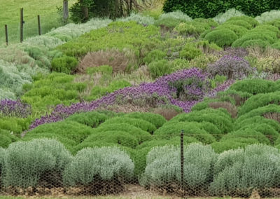 Lavender fields at Lavandula Farm