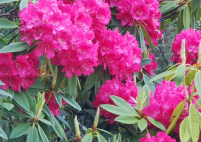 Flowers at Mt Macedon