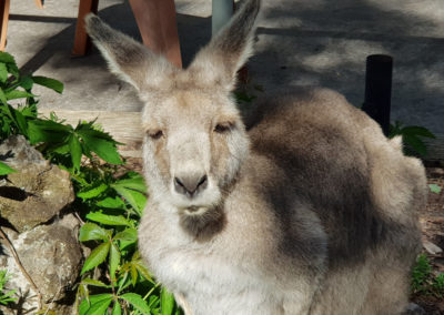 Kangaroo at Hanging rock
