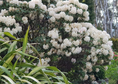 Flowers at Mt Macedon