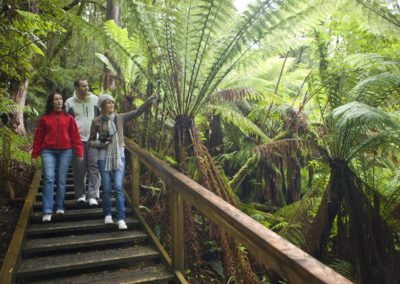 Ferns in the Otway forest