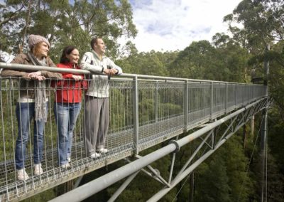 View high up in the trees