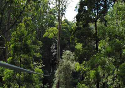 The zipline in the otway