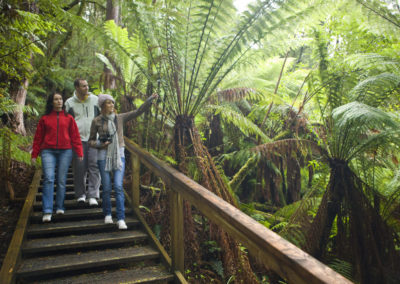 Walk through the forest Otway Fly Adventure