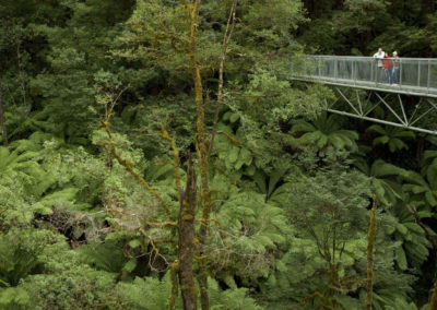 Treetop walk at Otway Fly Adventure