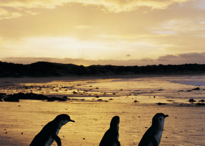 Sunset at penguin Parade