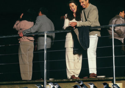Board walk at Penguin Parade