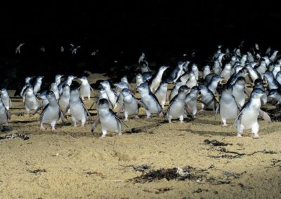 Penguin Parade Phillip Island