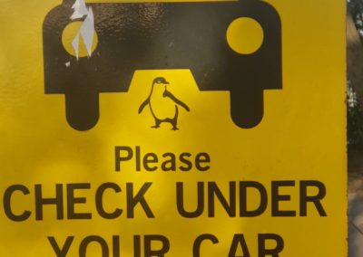 Check under car for Penguins at Penguin Parade