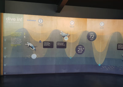 Dive in Penguins at Penguin Parade