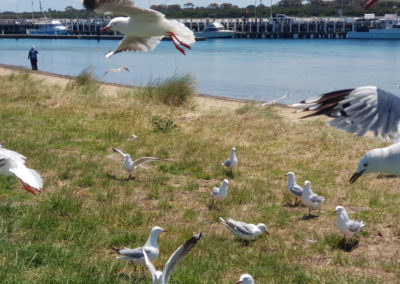 Seagulls at Sorrento