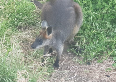Wallaby at Phillip Island Wildlife Park