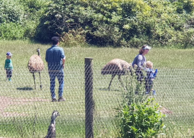 Emu's at Phillip Island Wildlife Park