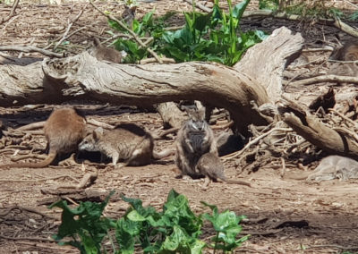 Phillip Island wildlife park