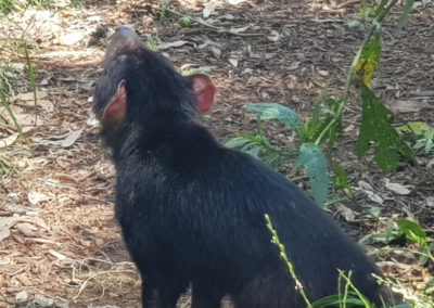 Tassie Devil phillip Island wildlife park