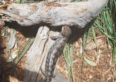 Blue tongue lizzard wildlife park