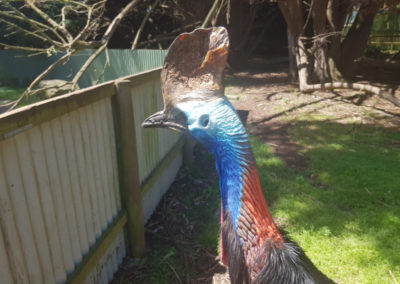 Cassowary at Phillip Island wildlife park