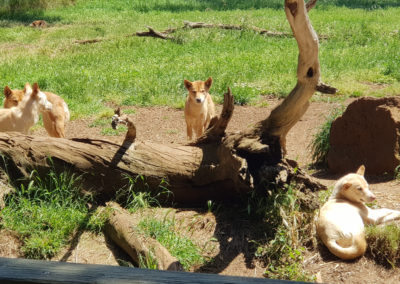 DIngoes at Phillip Island