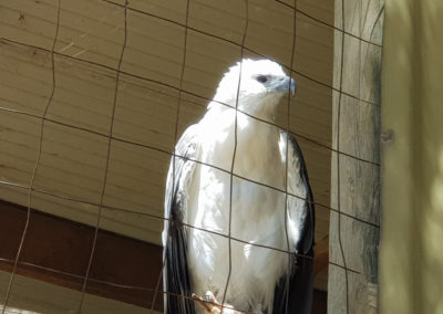 Eagle Wildlife park Phillip Island